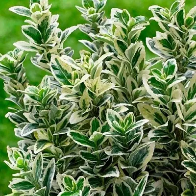 Бересклет  Бересклет в Оренбурге