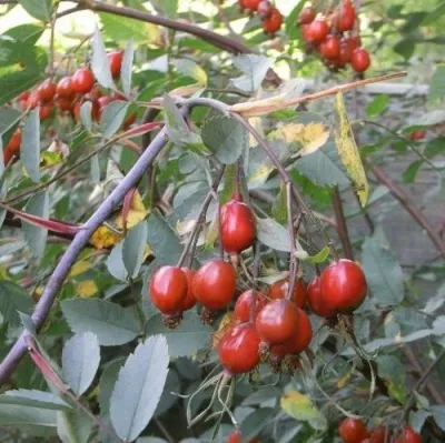 Саженцы роз сизая — описание сорта Саженцы роз сизая в Оренбурге