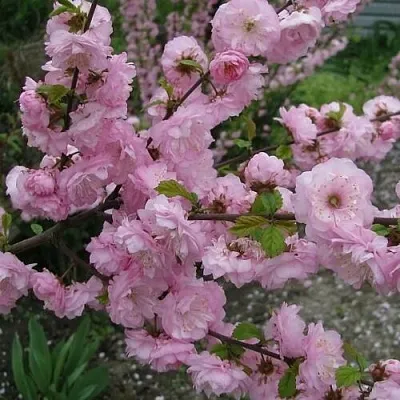 Миндаль ТРЁХЛОПАСТНЫЙ (луизеания)  Миндаль ТРЁХЛОПАСТНЫЙ (луизеания) в Оренбурге