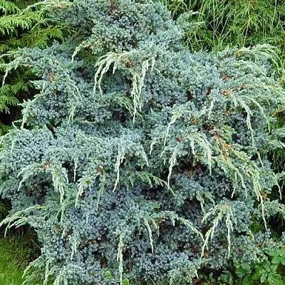 Можжевельник БЛЮ АЛЬПС китайский  Можжевельник БЛЮ АЛЬПС китайский в Оренбурге