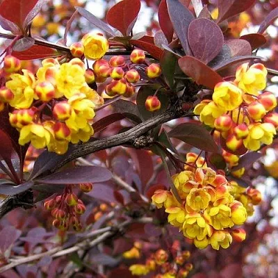 Барбарис СУПЕРБА оттавский   Барбарис СУПЕРБА оттавский  в Оренбурге