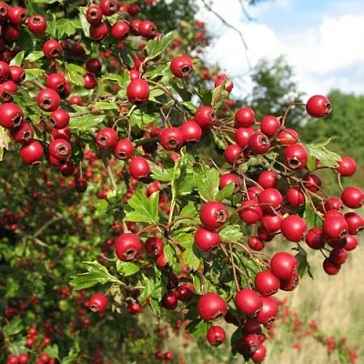 Боярышник ЗБИГНЕВ  Боярышник ЗБИГНЕВ в Оренбурге