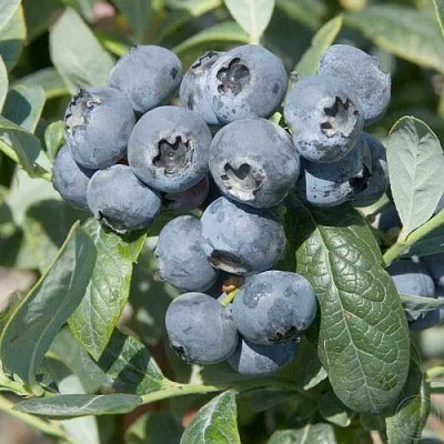 Голубика БРИГИТТА  Голубика БРИГИТТА в Оренбурге