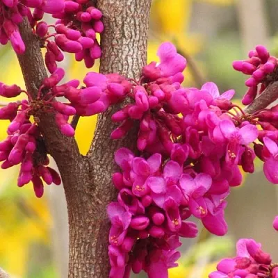 Церцис  Церцис в Оренбурге