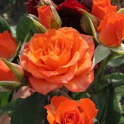 Саженцы роз АЛЕГРИЯ спрей  Саженцы роз АЛЕГРИЯ спрей в Оренбурге