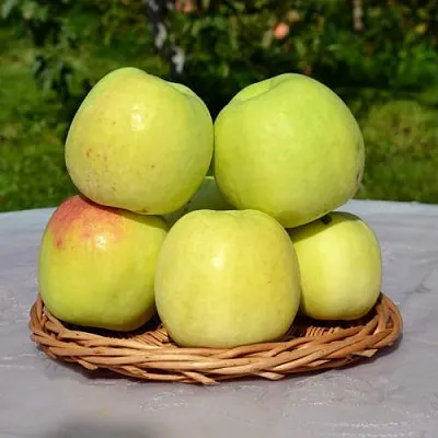 Яблоня БИРСКОЕ ГРУШЕВОЕ (БИЧИК)  Яблоня БИРСКОЕ ГРУШЕВОЕ (БИЧИК) в Оренбурге
