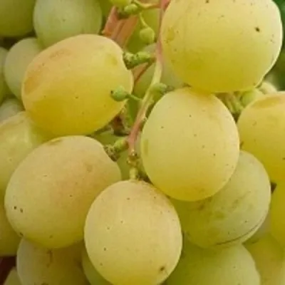 Виноград ТАЛИСМАН в Оренбурге