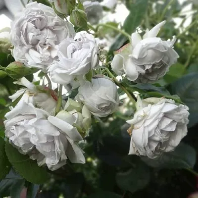 Саженцы роз ГРИЗЕЛИС шраб в Оренбурге