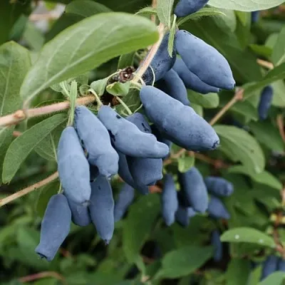 Жимолость съедобная ТОМИ японская в Оренбурге