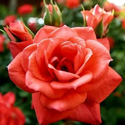 Ремонтантные гибриды в Оренбурге