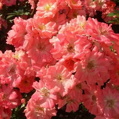 Почвопокровная в Оренбурге