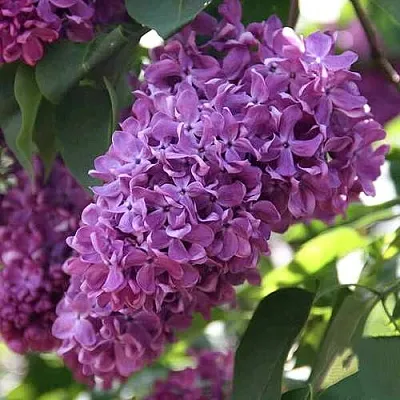 Сирень КАПИТАН ГАСТЕЛЛО в Оренбурге