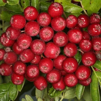 Рябина РУБИНОВАЯ сладкоплодная в Оренбурге