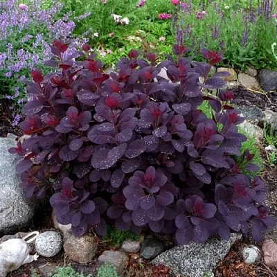 Скумпия РОЯЛ ПЕРПЛ кожевенная  Скумпия РОЯЛ ПЕРПЛ кожевенная в Оренбурге