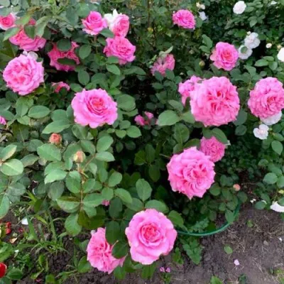 Саженцы роз ЭШЛИ чайно-гибридная — описание сорта Саженцы роз ЭШЛИ чайно-гибридная в Оренбурге