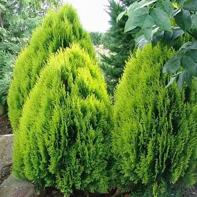 Туя восточная в Оренбурге