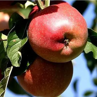 Яблоня АНТЕЙ КИЕВСКИЙ колонновидная в Оренбурге