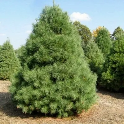 Сосна ВЕЙМУТОВА  Сосна ВЕЙМУТОВА в Оренбурге