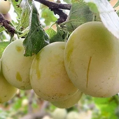 Слива УТРО в Оренбурге