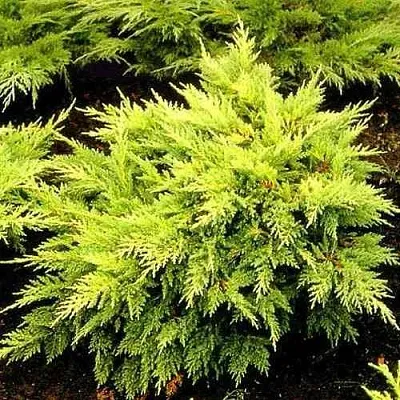 Можжевельник МОРДИГАН ГОЛД средний  Можжевельник МОРДИГАН ГОЛД средний в Оренбурге