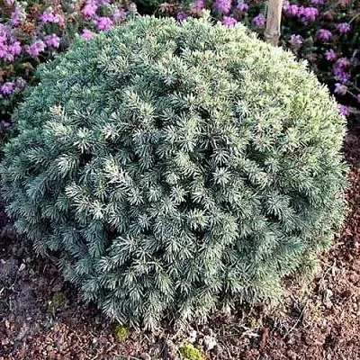 Ель ЭХИНИФОРМИС сизая  Ель ЭХИНИФОРМИС сизая в Оренбурге