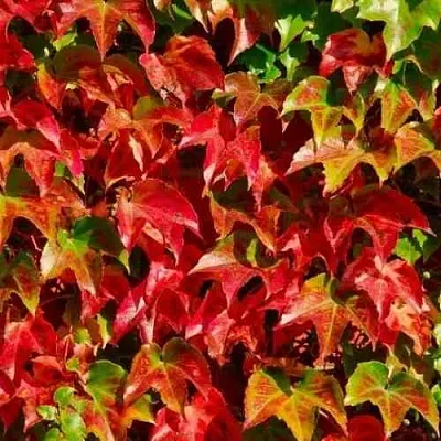 Девичий виноград тройчатый ВИЧИ  Девичий виноград тройчатый ВИЧИ в Оренбурге