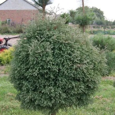 Туя вересковидная в Оренбурге