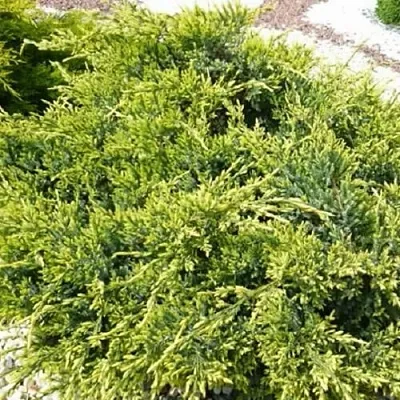 Можжевельник ГОЛД СТАР средний  Можжевельник ГОЛД СТАР средний в Оренбурге