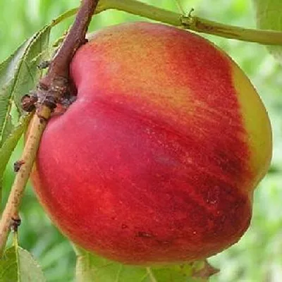 Нектарин СТАРК РЕД ГОЛД в Оренбурге