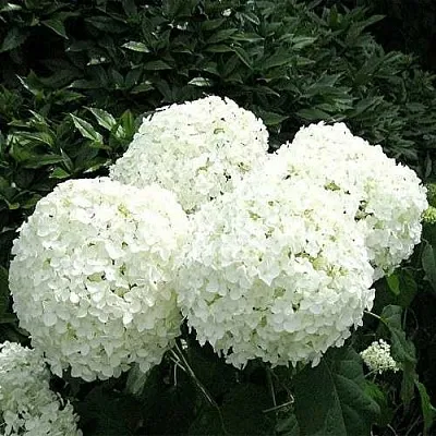 Гортензия АННАБЕЛЬ древовидная  Гортензия АННАБЕЛЬ древовидная в Оренбурге