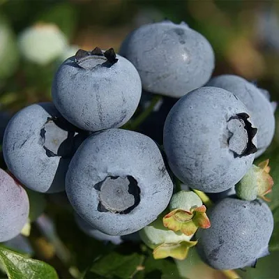 Высокорослые сорта   Высокорослые сорта  в Оренбурге