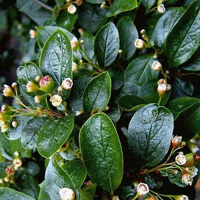 Кизильник  Кизильник в Оренбурге