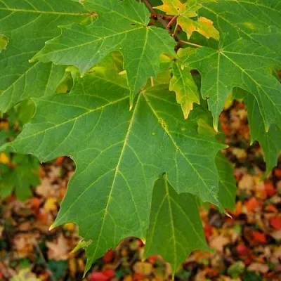 Клен сахарный  Клен сахарный в Оренбурге