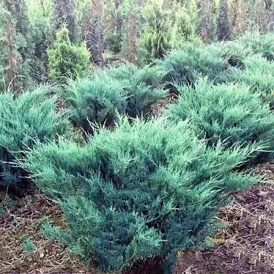 Можжевельник БЛЮ ДАНУБ казацкий  Можжевельник БЛЮ ДАНУБ казацкий в Оренбурге