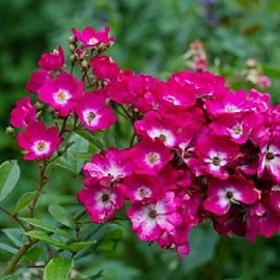 Саженцы роз МАРДЖОРИ ФЕЙР полиантовая  Саженцы роз МАРДЖОРИ ФЕЙР полиантовая в Оренбурге