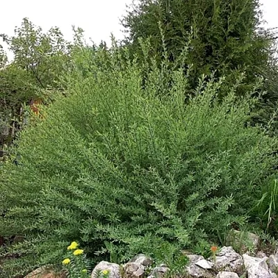 Ива НАНА  пурпурная   Ива НАНА  пурпурная  в Оренбурге