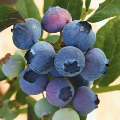 Голубика ОСОРНО — описание сорта Голубика ОСОРНО в Оренбурге