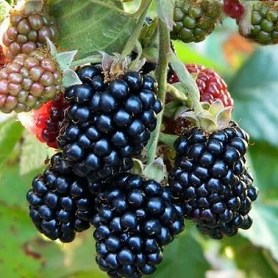 Ежевика ОУАЧИТА бесшипная — описание сорта Ежевика ОУАЧИТА бесшипная в Оренбурге