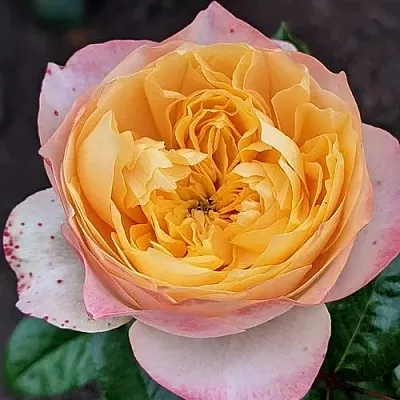 Саженцы роз ГОЛДЕН ВУВУЗЕЛА чайно-гибридная в Оренбурге