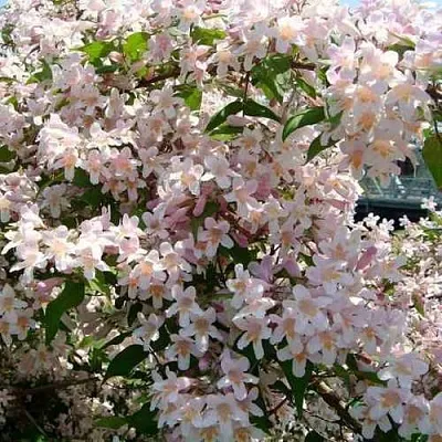 Кольквиция  Кольквиция в Оренбурге