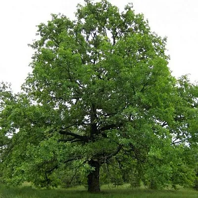 Дуб черешчатый   Дуб черешчатый  в Оренбурге