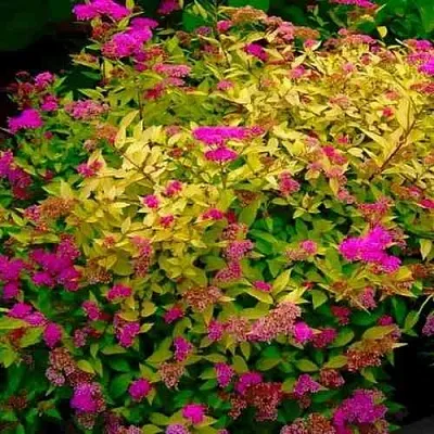 Спирея ГОЛДЕН ПРИНЦЕСС японская  Спирея ГОЛДЕН ПРИНЦЕСС японская в Оренбурге