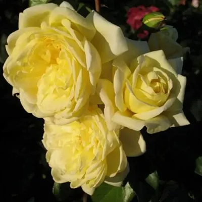 Саженцы роз КАЗИНО плетистая  Саженцы роз КАЗИНО плетистая в Оренбурге