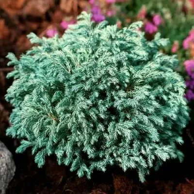 Кипарисовик БЕБИ БЛЮ горохоплодный — описание сорта Кипарисовик БЕБИ БЛЮ горохоплодный в Оренбурге