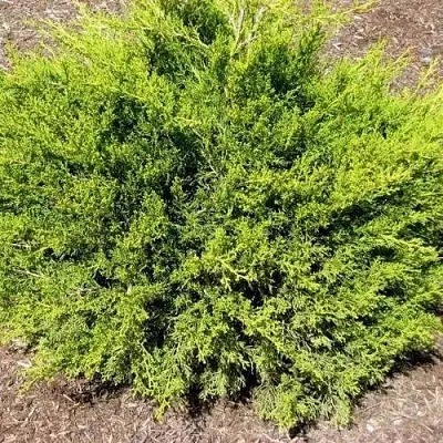 Можжевельник ИЗАБЕЛИН китайский  Можжевельник ИЗАБЕЛИН китайский в Оренбурге