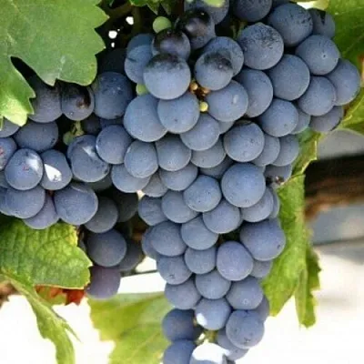 Виноград ЧЕСУРАН  Виноград ЧЕСУРАН в Оренбурге