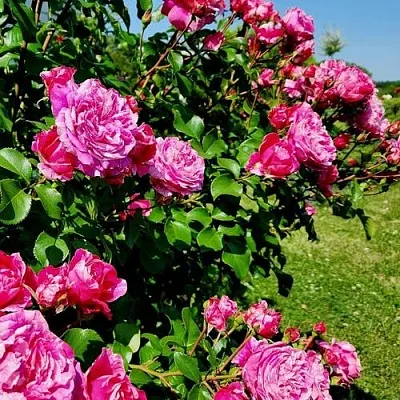 Саженцы роз ИНЕС САСТР плетистая  Саженцы роз ИНЕС САСТР плетистая в Оренбурге