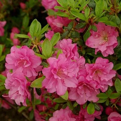 Азалия РОЗИНЕТТА японская  Азалия РОЗИНЕТТА японская в Оренбурге