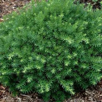 Тис ХИКСИ средний в Оренбурге