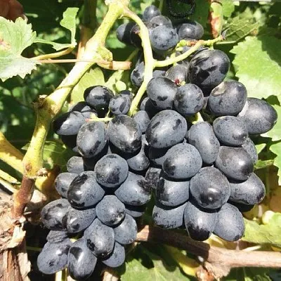 Виноград КИШМИШ АТТИКА в Оренбурге